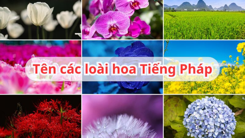 Tổng hợp tên các loài hoa Tiếng Pháp phổ biến hay nhất